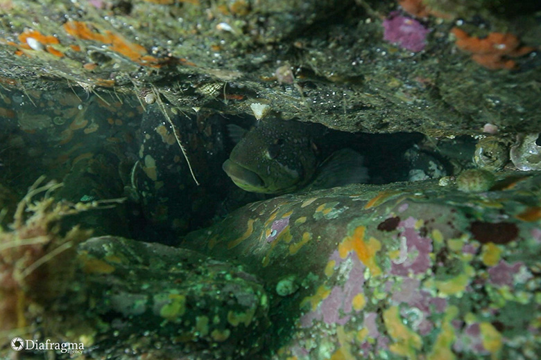 Подводный мир Камчатки