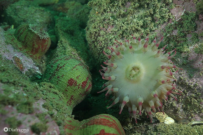 Подводные "цветы" - актинии в Тихом океане