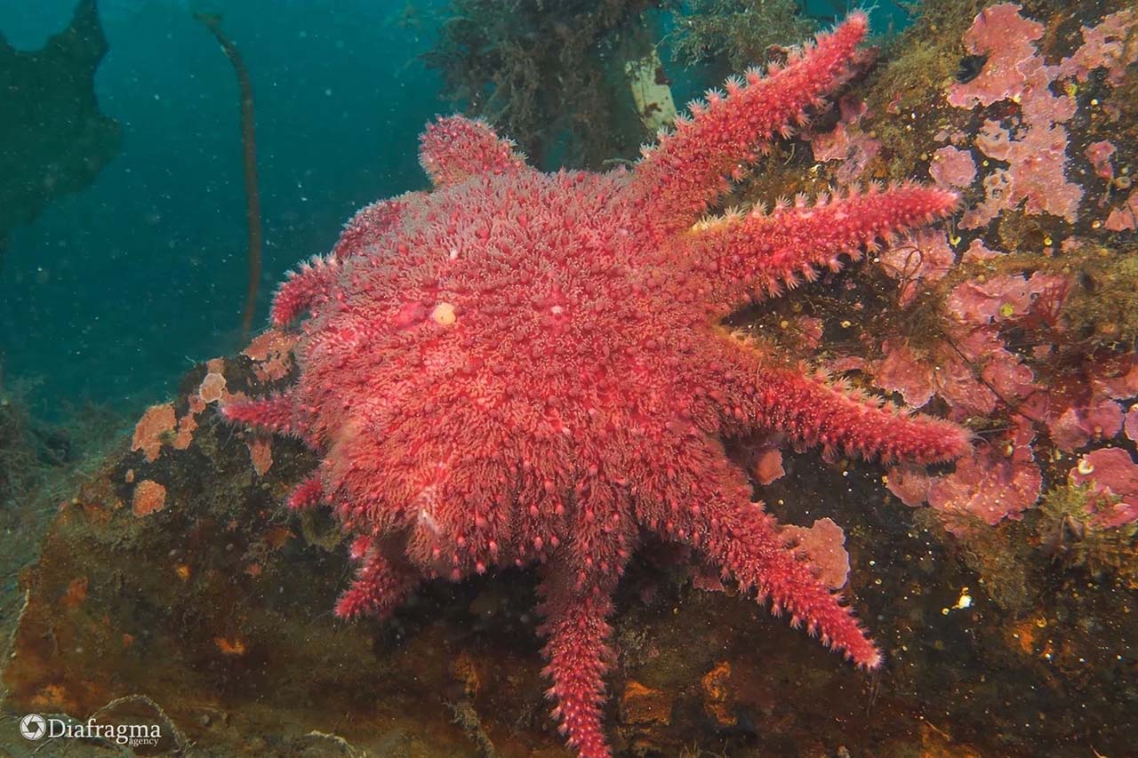 Завораживающие чудеса подводного мира Баренцева моря